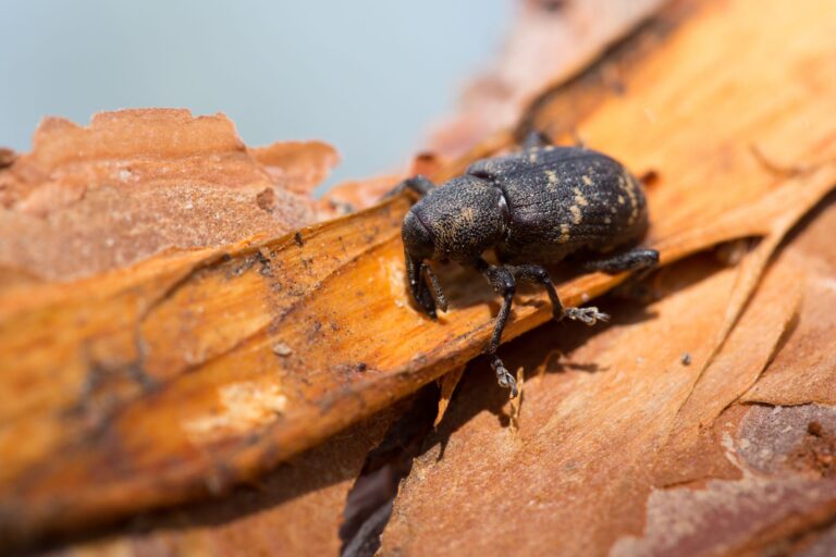 Pine Bark Beetle Treatment