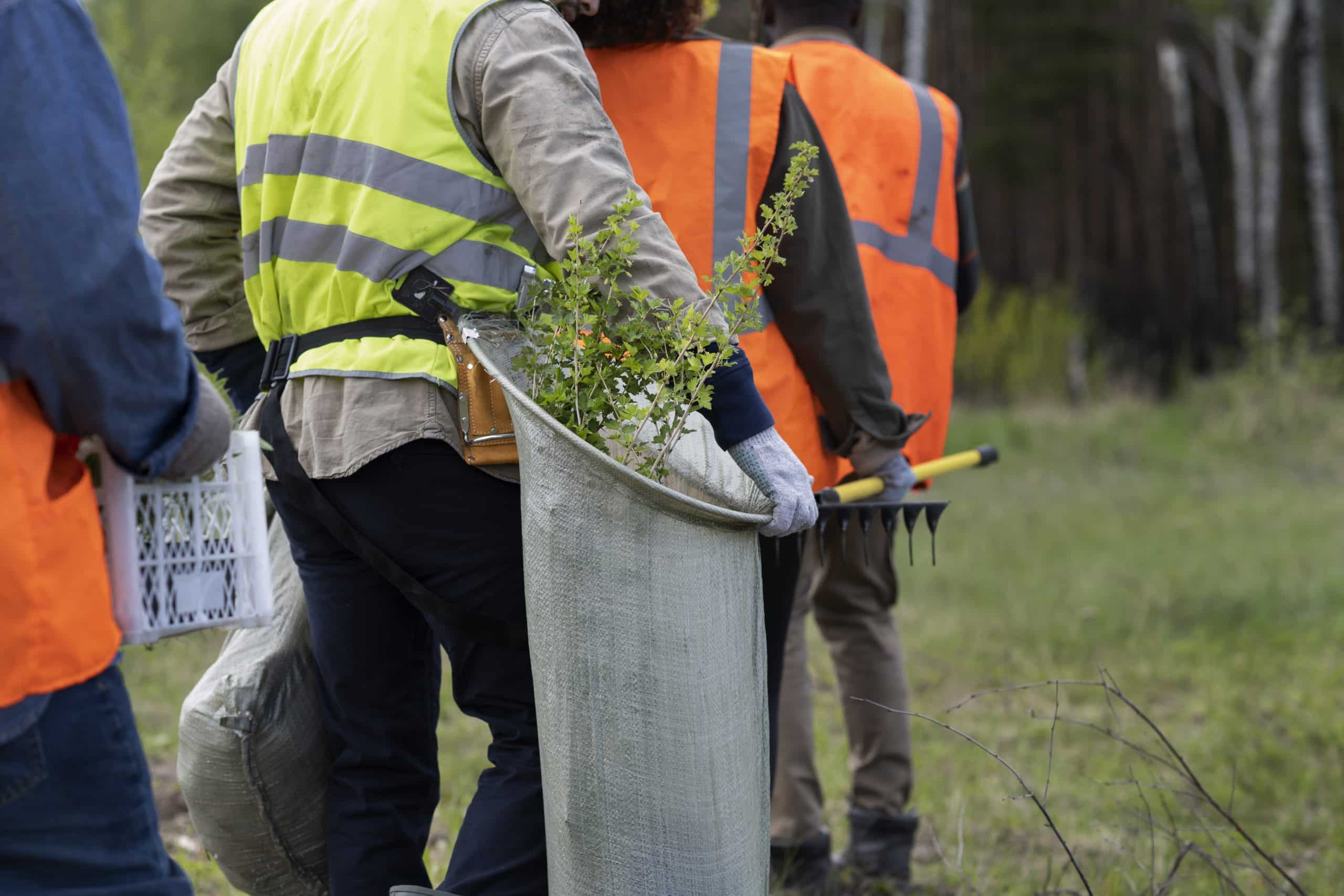 Arborist Services