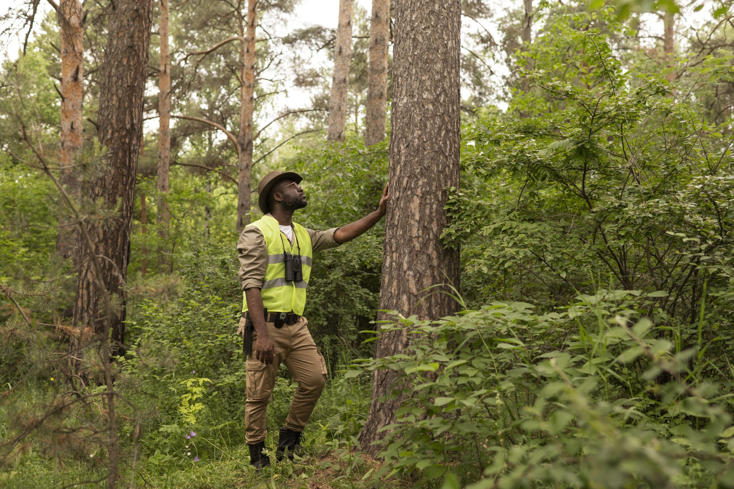 Professional Arborist Services