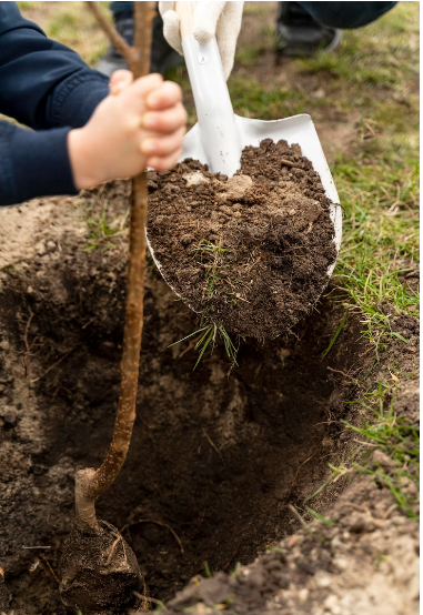 Commercial tree Services