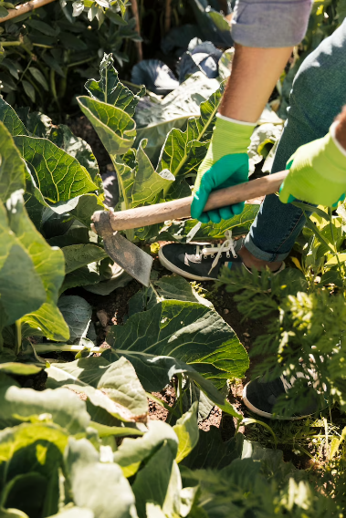 Professional Arborist Services