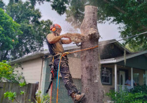 Remove Mistletoe From Trees