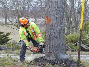 Memorialize Beloved Tree
