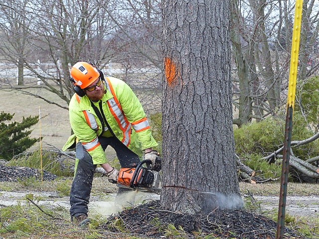 Memorialize Beloved Tree