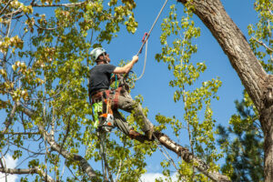 How to Cut Down a Palm Tree