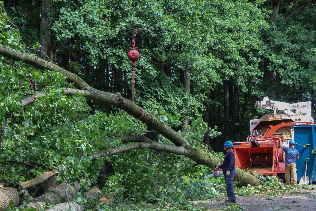 How to Trim a Bradford Pear Tree