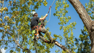 How to Negotiate Tree Removal