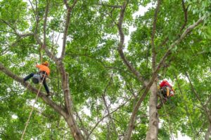 How to Grow Fig Tree from a Cutting