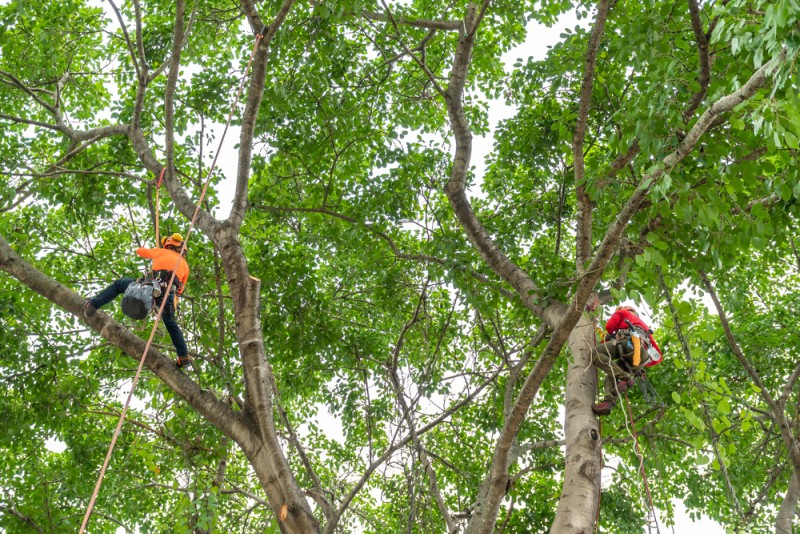 How to Grow Fig Tree from a Cutting
