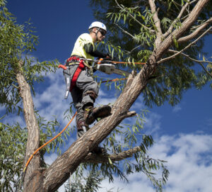 Trim a Weeping Cherry Tree