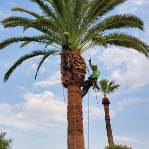 How to Care for Crape Myrtle