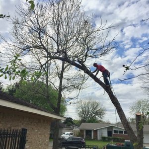 How to Install Christmas Lights on An Outdoor Tree