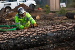 prevent storm damage to trees