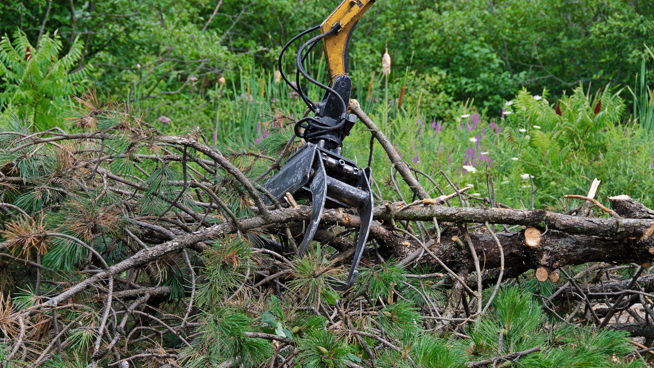 Clear Tree Limb Removal