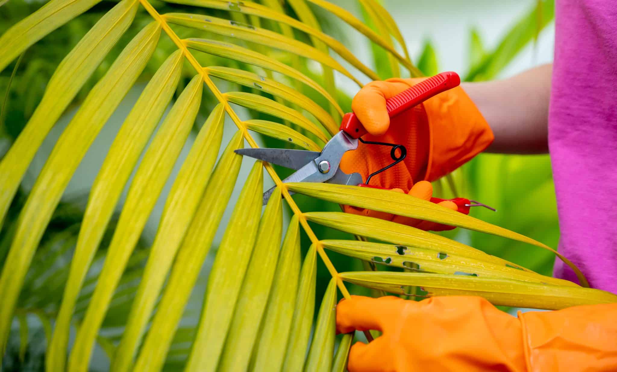 Palm tree trimming cost